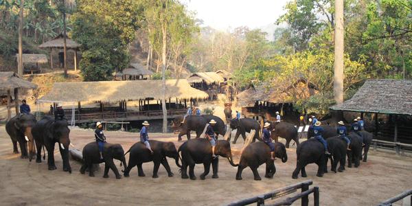 Chiang Mai, sloní tábor Mae Sa