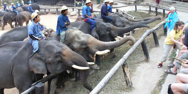 Sloni v Mae Sa, Chiang Mai