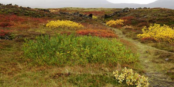 Thingvellir