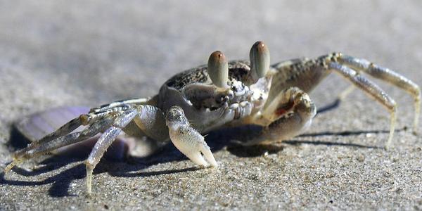 Fotíme krabíky, Koh Lanta