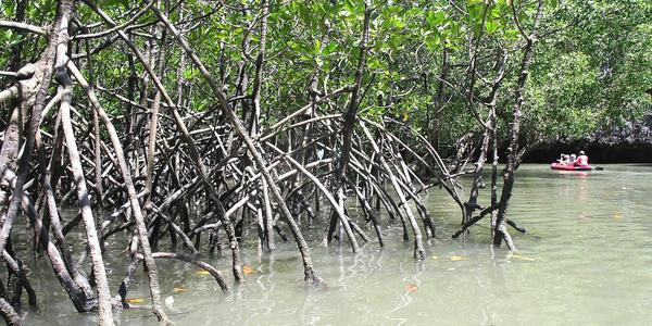Mangrove v  Phanga Bay, Phuket