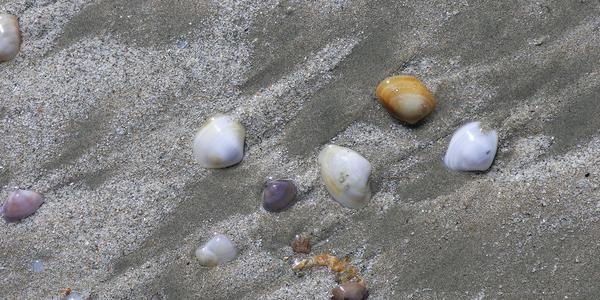 Mušličky na plážích Koh Lanty