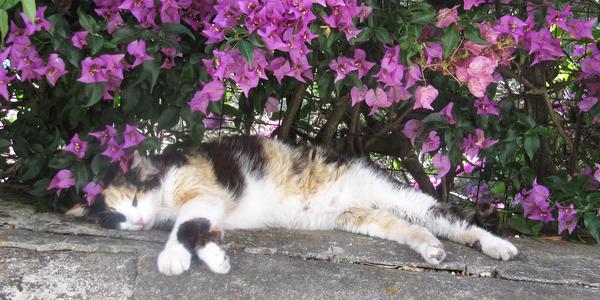 Siesta na Capri