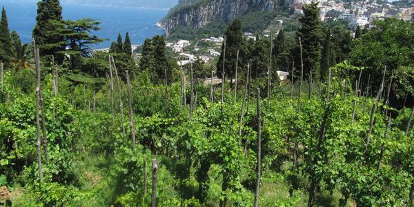 Vinice na Capri