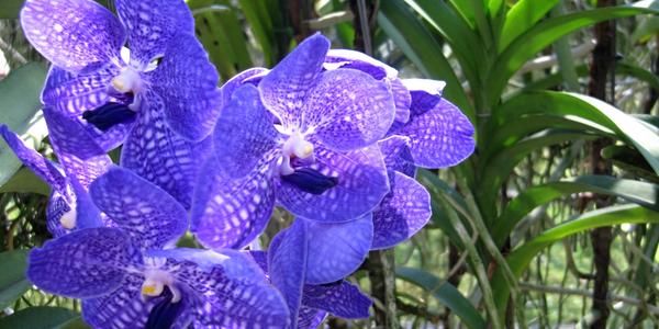 Modrá orchidej, Chiang Mai