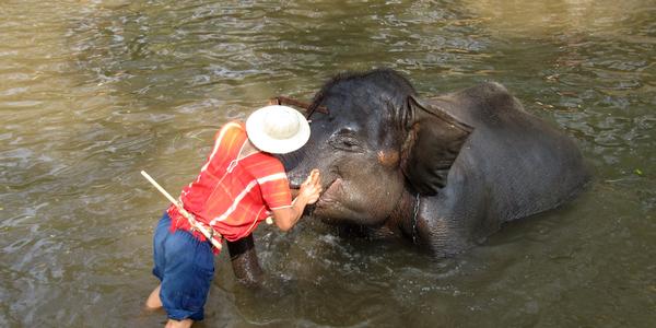 Vztah, Mae Sa, Chiang Mai