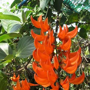 Erythrina sp., Tygří drápy