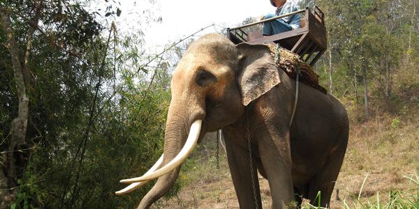 Nádherný samec, Chiang Mai