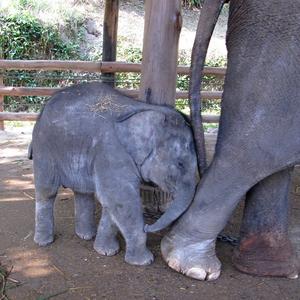 Tříměsíční slůně. Mae Sa, Chiang Mai