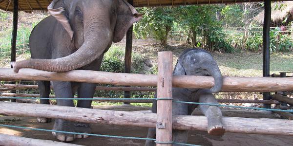 Učím se napodobováním, Mae Sa, Chiang Mai