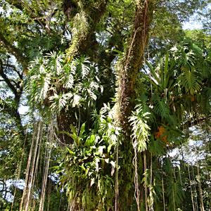 Epifyty, Palenque