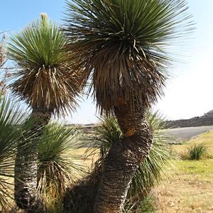 Idria columnaris, Teotihuacán