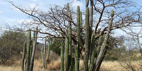Kaktusy, Tehuacán-Cuicatlan