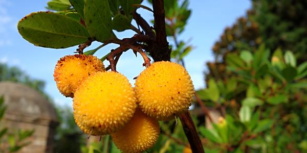 Arbutus planika, Malaga