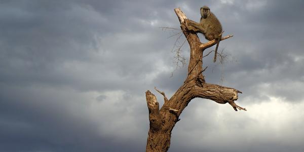 003-Amboseli, pavián na vyhlídce