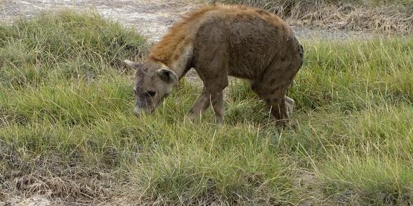 005-Amboseli, hyena