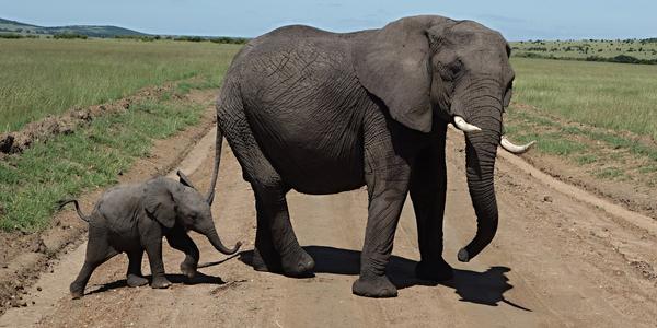 006-Masai Mara, slonice se slůnětem