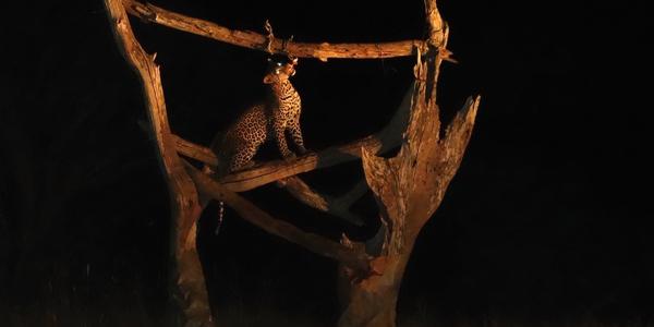 006-Tsavo West, Ngulia, leopard na újedi