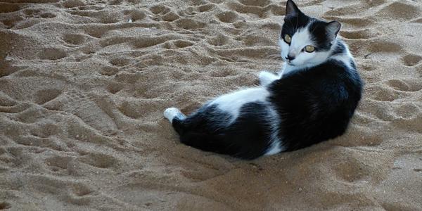 240-Acapulco, plážová kočka