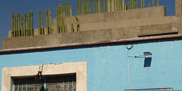 351-Oaxaca, kaktusy na střeše
