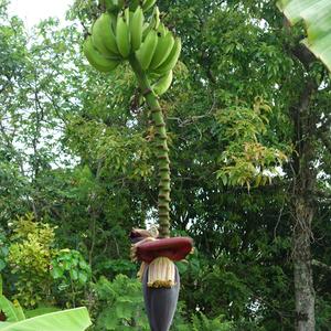 447-cesta do Ocosingo, banánovník