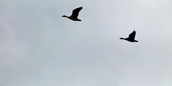 019. Oslo, Vigelandův park, letící husy