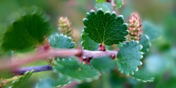 090. Chata Videseter, Betula nana