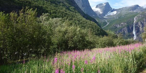 100. Cestou k Briksdalsbreen