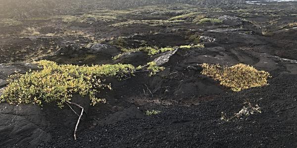 018-Reykjanes, přežívající vegetace