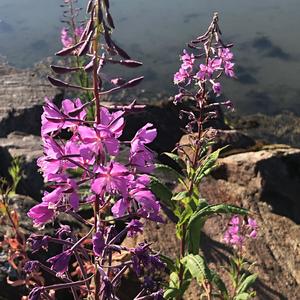 007-Vrbka úzkolistá, symbol Laponska