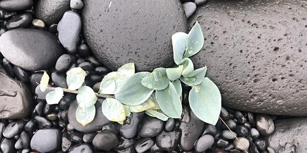 005-Djúpalónsándur