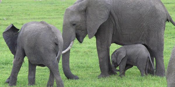 Sloní maminka, Masai Mara