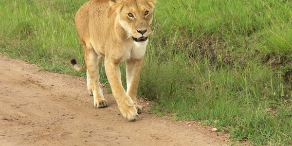 Kamarádka s ohrnutýma ušima, Masai Mara