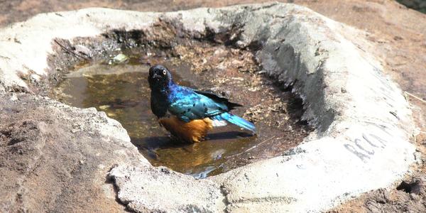 Leskoptev, Tsavo West