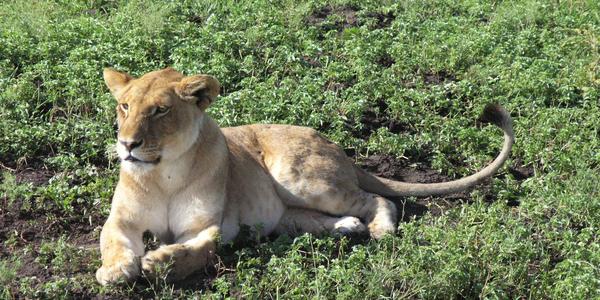 Lvice v Masai Mara