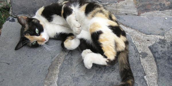 Bezdomovecká kočka v Taxco