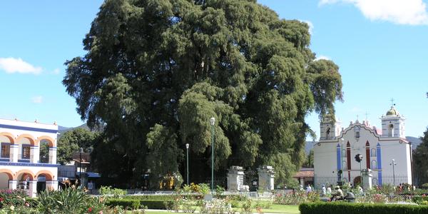 Tule, Taxodium mucronatum