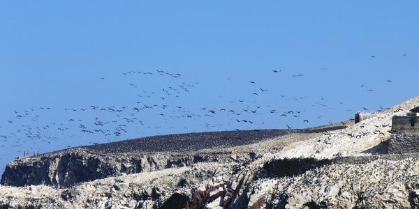 Jurský park Islas Ballestas