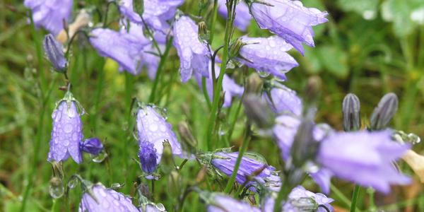 Campanula rotundifolia