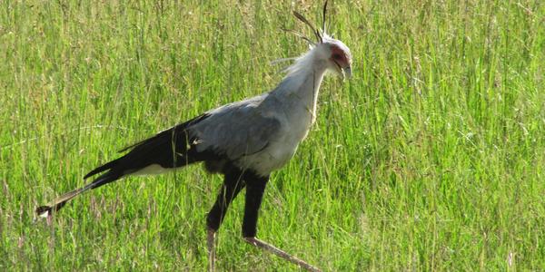 Hadilov písař, Masai Mara
