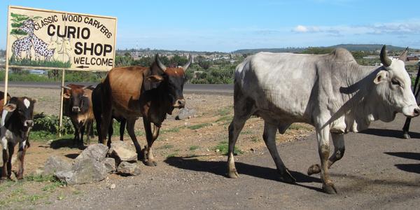 Zebu