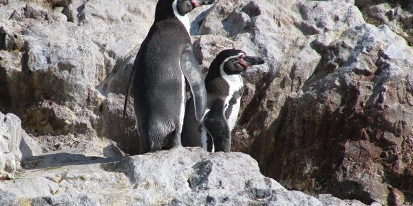 Humboldtovi tučňáci na Islas Ballestas