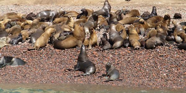 Lachtaní porodnice na Islas Ballestas