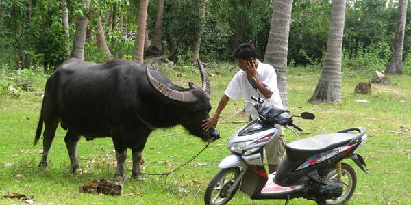Vodní buvol a jeho majitel, Koh Samui