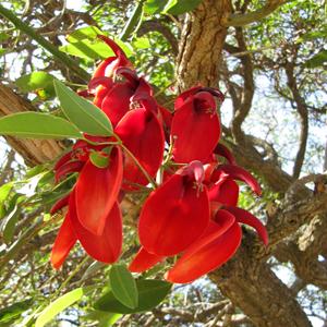 Erythrina orientalis, nábřeží v  Buenos Aires