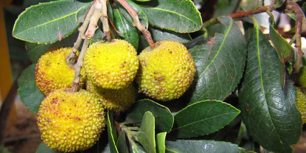 Planika, Arbutus sp., ve znaku Madridu