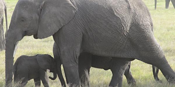 Dojemná scéna z Amboseli