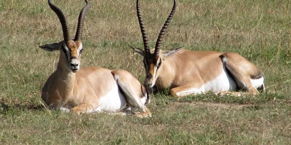 Gazela Grantova, Masai Mara