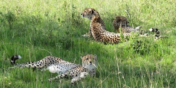 Gepardí siesta, Masai Mara