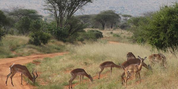 Impaly v Tsavo West